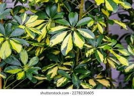 Schefflera géant